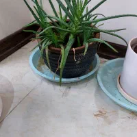 گل طبیعی کاکتوس