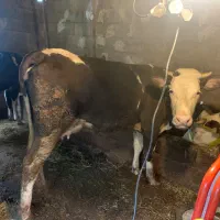 فروش گاو به همراه  گوساله