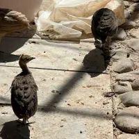 جوجه طاووس