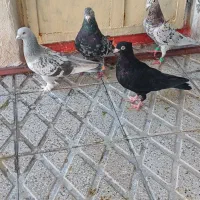 کفتر