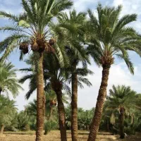آپارتمان-سام-وزال-قشم
