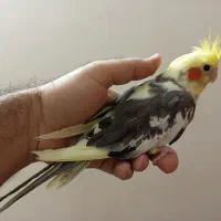 عروس هلندی