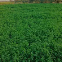 یونجه|لوازم جانبی حیوانات|چاه مرید, |دیوار