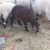 بره ماده افشاری