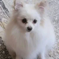 واگذاری سگ نژاد پامر روباهی