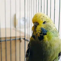 مرغ عشق انگلیسی