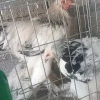 برهما ۲۵روزه