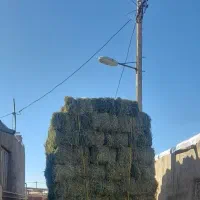 سلام یونجه ۲۰ تن فروشی