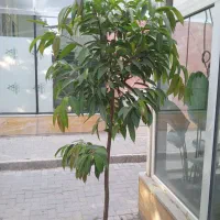 گل آمستل|گل و گیاه طبیعی|مشهد, جانباز|دیوار