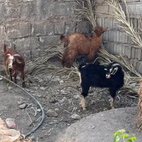 کوسفند گوشتی