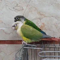 گرینچیک دستی