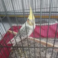 عروس هلندی نر
