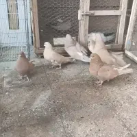 کبوتر