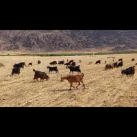 حیوان|حیوانات مزرعه|خرمآباد, |دیوار