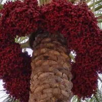 خرمارطب مضافتی بمی با بذر یونجه اصل بم ارسال داریم
