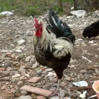 معاوضه باخروس سفید