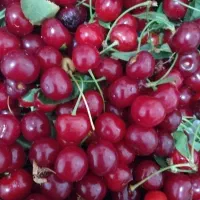 آلبالو درشت اورگانیک تازه رسیده شیرین