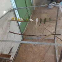 ۱۴عدد مرغ عشق