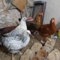 جوجه مرغ