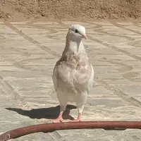 کفتر طوقی جوجه