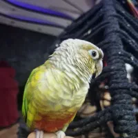 طوطی گریمچیک جفت