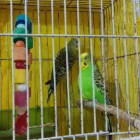 یک جفت مرغ عشق به همراه قفس وسایلش