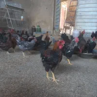 فروش خروس یکساله