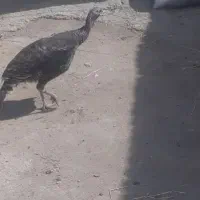 بوقلمون ماده کرج افتاده