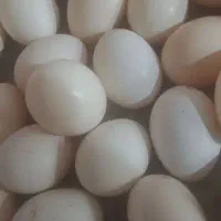 تخم مرغ محلی تازه و نطفه دار