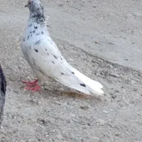 ماده کوهی دم سفید