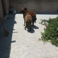 دو عدد شیشک همو به شرط ازمایش