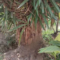 درخت یوکا ۱۵ ساله