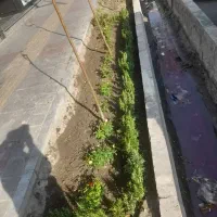 خدمات‌ باغبانی‌ در‌ سراسر‌ تهران
