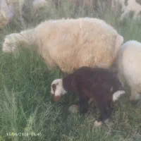 میش و بره جوان