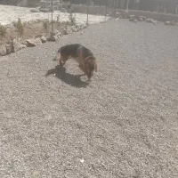 سگ ژرمن ماده ۷ ماهه