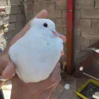 کبوتر|پرنده|ایوان, |دیوار
