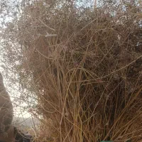 سلام زیری سیاکوهی،اصل،مال،امسال، هست
