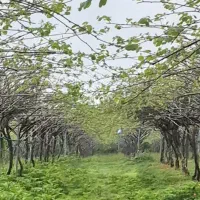 استخدام نیروی کار