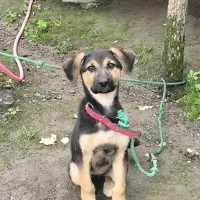 سگ ژرمن