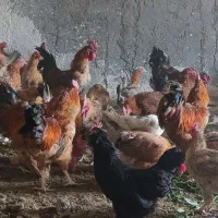 خروس و مرغ
