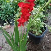 گلهای شاداب و فضای باز و بیرونی