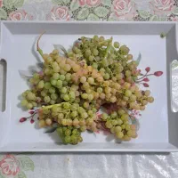 انگور عسگری بدون دانه