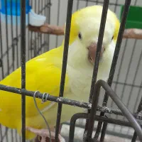 راهب نرو ماده