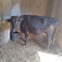 گاو