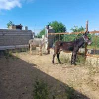 الاغ نر درشت سه راس در شهرستان