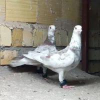 کفتر بوم قلدر آس