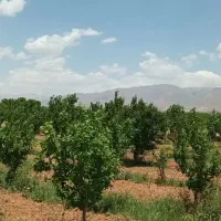 رهن-اجاره