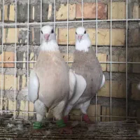 کبوتر