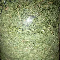 یونجه خرگوش