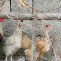جوجه با مرغ خروس همه گی سالم سالم